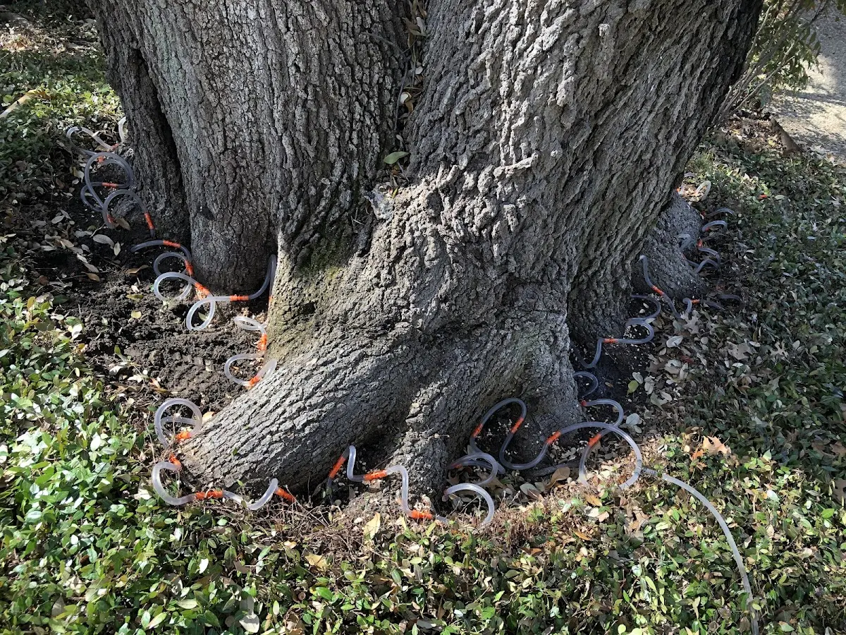 Detailed Tree Cabling and Bracing job site in Shattuck