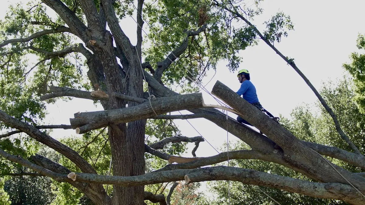 Professional Crown Thinning performed by certified arborists in Shattuck