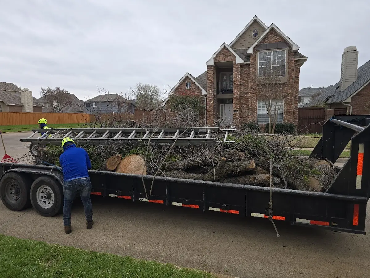 Expert Tree Removal with proper safety equipment in Shattuck